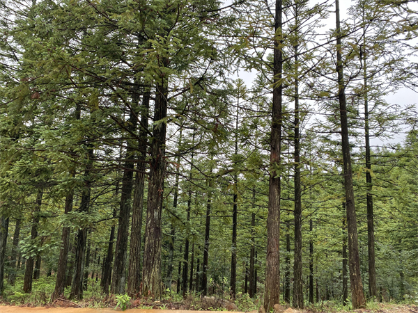 1751875420857264.jpg 2.jpg