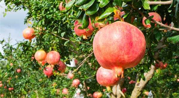 1763446534121366.jpg 3.jpg