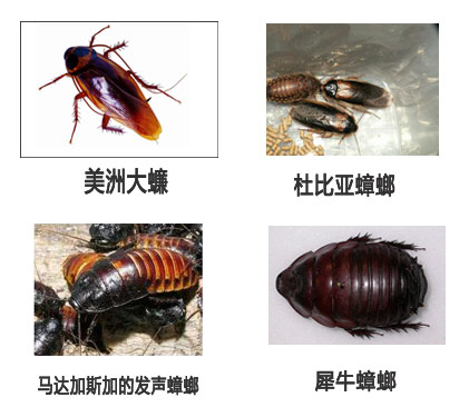 蜚蠊