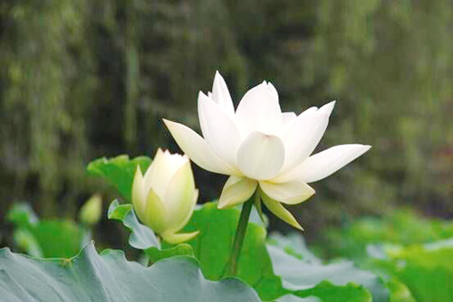 賞 荷